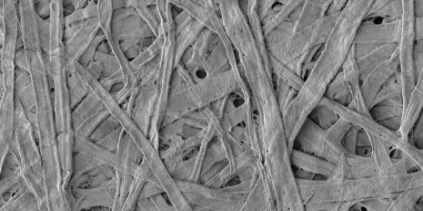 叩解後のパルプ